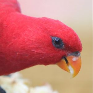 Red lory
