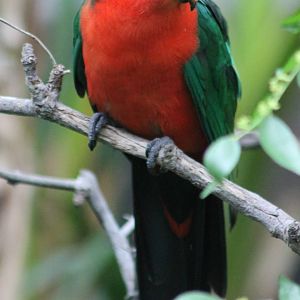 King parrot