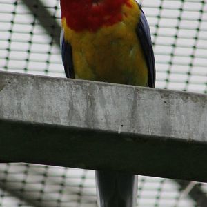 Rosella