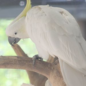 Greater sulpher-crested cockatoo