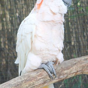 Salmon-crested cockatoo