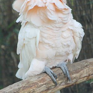 Salmon-crested cockatoo grooming