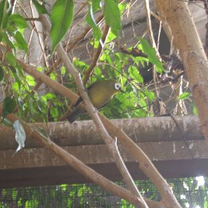 White-eye