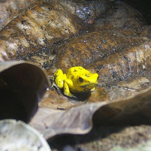 Golden Dart Frog