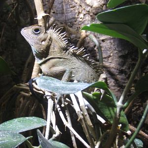 Bell`s Anglehead Lizard