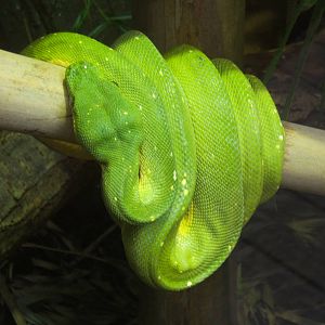 Green Tree Python
