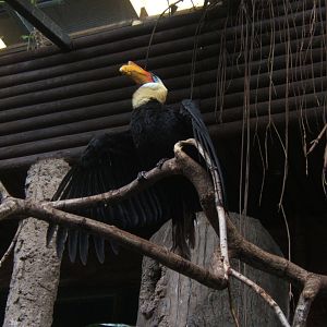 Male Wrinkled Hornbill
