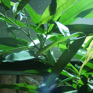 Casque Headed Iguana