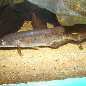 Short-nosed Elephant-trunk Fish (Marcusenrus angolensis)