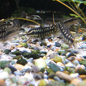 Dwarf Loach