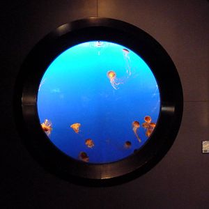 Japanese Sea Nettle Exhibit