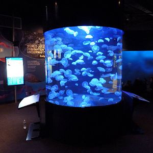 Moon Jellyfish Exhibit