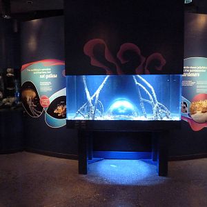 Upside-Down Jellyfish Exhibit