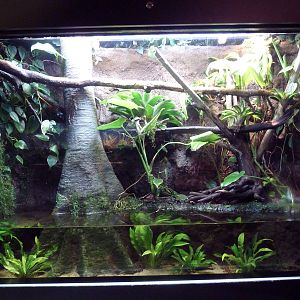 Frogs Forever Exhibit (3 Species)