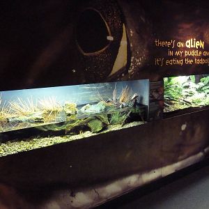 Frogs Forever Exhibits (2 Species)