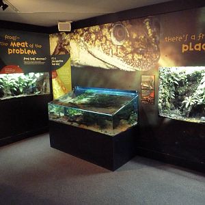 Frogs Forever Exhibits