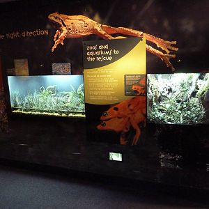 Frogs Forever Exhibits