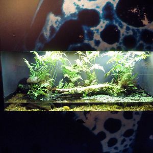 Leopard Frog Exhibit
