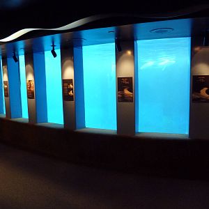 Pacific White-Sided Dolphin Exhibit - Underwater Viewing