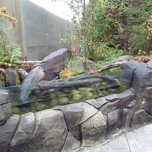 Salmon Exhibit - Empty