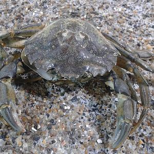 Crab-species