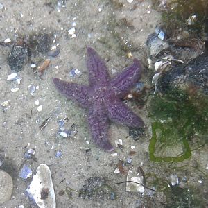 Sea star species