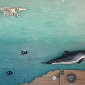 Porpoise info-wall