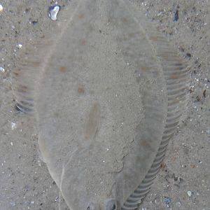 Flat-fish species