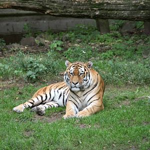 Siberian tiger