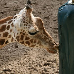 Rothschild's giraffe