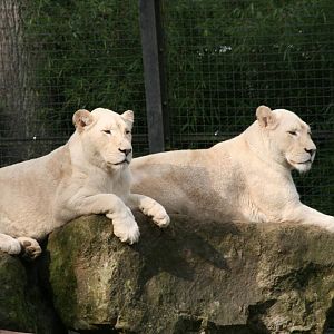 White lions