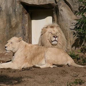 white lions