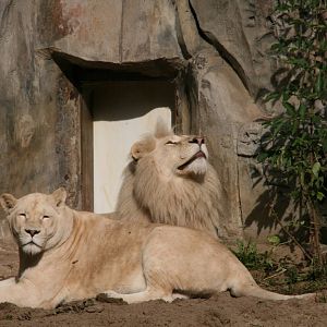 white lions