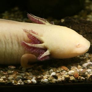 Axolotl
