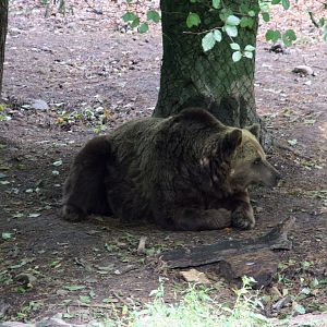 Brown Bear