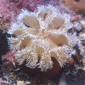 Sea anemone species
