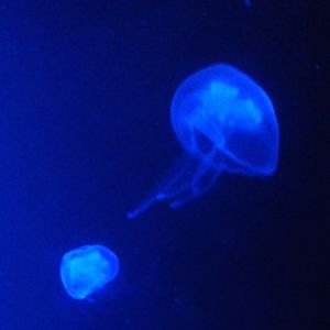 Jellyfish species