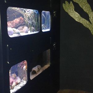 Tanks for smaller species