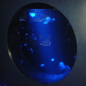 Jellyfish aquarium