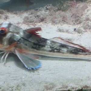 Gurnard species