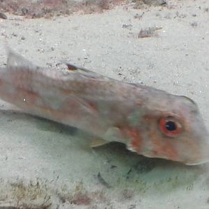 Fish species ID needed