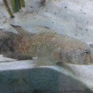 Fish species ID needed