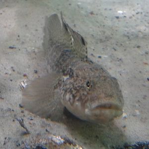 Fish species ID needed