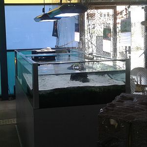 Freshwater - brackish - saltwater aquarium