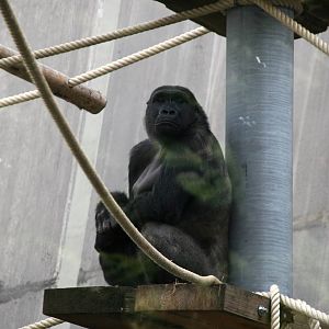 Male Western lowland gorilla