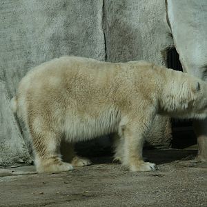 Polar bear