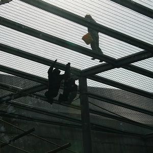 keeper with western lowland gorilla's