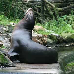 female California sea lion