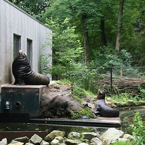 a pair of California sea lions