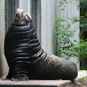 Male Calefornia sea lion Joop